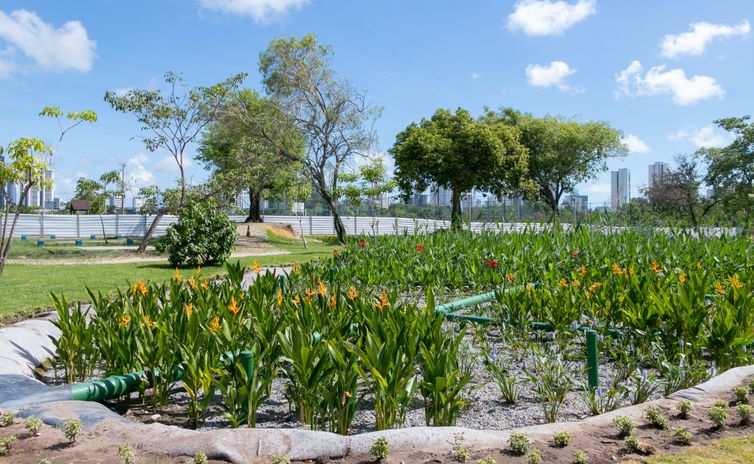 Giselle Cahú/CITinova Recife (PE) - Despoluição do riacho do Cavouco, afluente do Rio Capibaribe (PE). Jardins Filtrantes (início de março). Foto: Giselle Cahú/CITinova